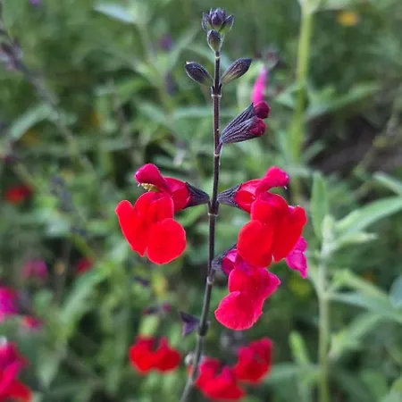 Sissy 1 Poros (Lefkada)