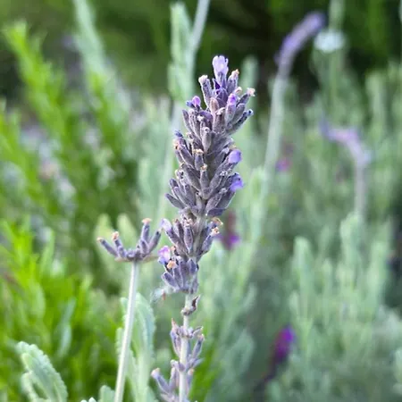 Sissy 1 Appartement Poros (Lefkada)