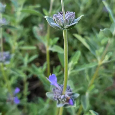 Sissy 1 Poros (Lefkada)