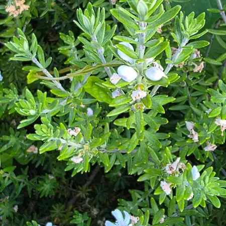 Sissy 1 Appartement Poros (Lefkada)