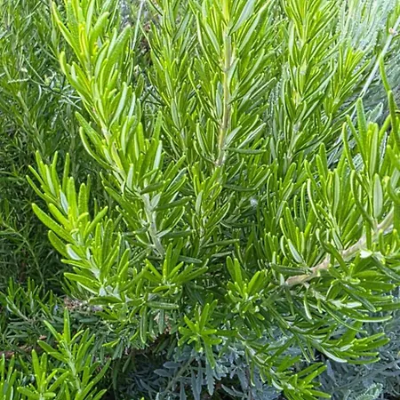 Апартаменты Sissy 1